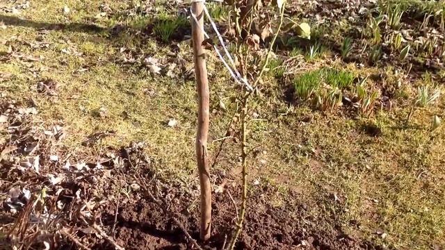 Первоцветы на огороде- обзор/Пересадка розы/ Покрасили бочки смотреть онлайн