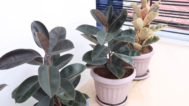 YOU SHOULD KEEP THESE PLANTS INSIDE YOUR HOME! смотреть онлайн