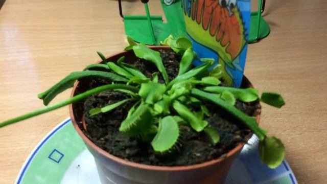 как ухаживать за венериной мухоловкой смотреть онлайн