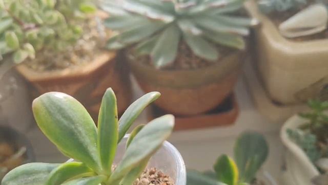 Обзор. Моя коллекция суккулентов (часть 7) #succulent