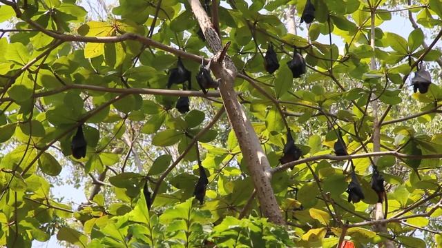 Летучие лисицы острова Симилан (Koh Similan) смотреть онлайн