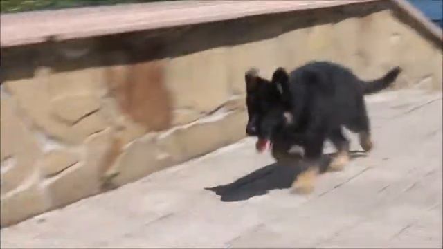 SHEYLLA смотреть онлайн