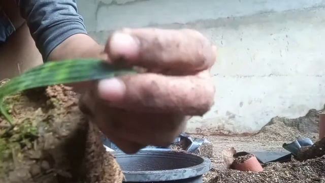 CARAMENANAM LICUALA MAPU смотреть онлайн