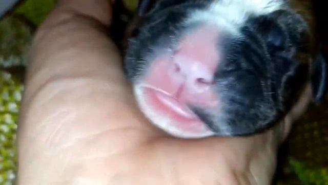 щенок Немецкого боксера/первые часы жизни после родов(german boxer's puppy) смотреть онлайн
