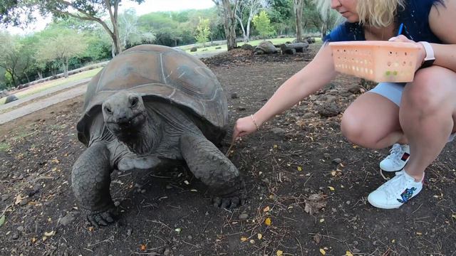 Природный парк Касела | CASELA – Nature Parks | Маврикий 4k смотреть онлайн