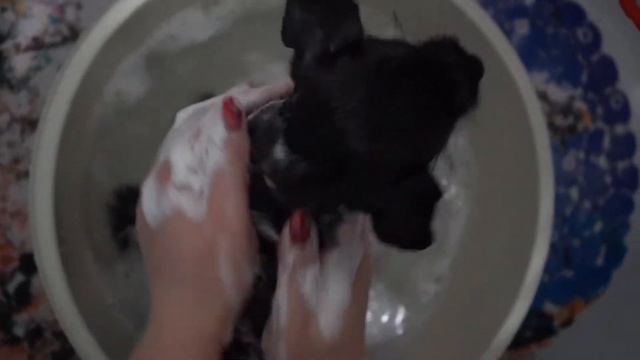 Как купать щенка Ягдтерьера в первый раз? Учимся правильно. смотреть онлайн