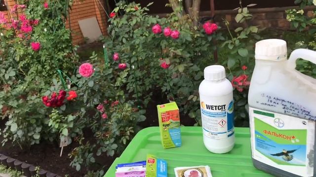 Розы. Болеют розы??? Их судьба в Ваших руках.??? смотреть онлайн