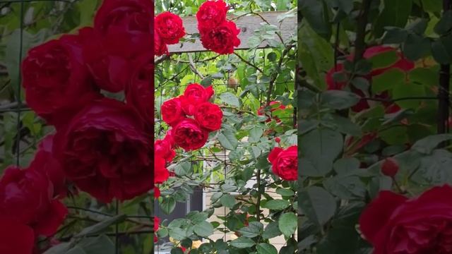 Роза Флорентина, второй сезон смотреть онлайн