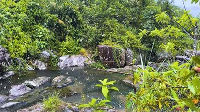 Rain sounds for Sleeping - Relax with the sound of rain in the tropical Forest - Rain sounds ASMR смотреть онлайн