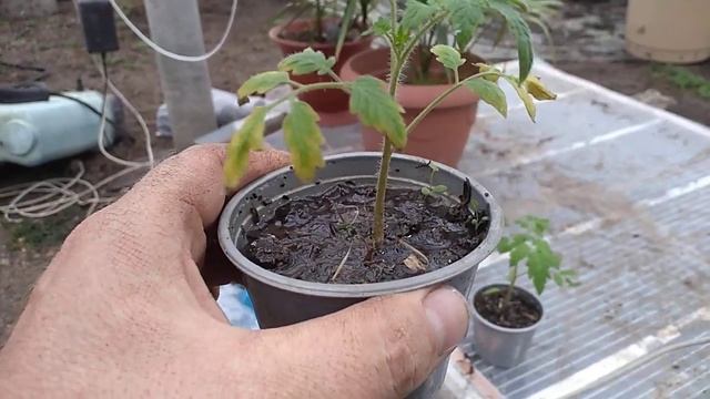 Состояние рассады в стаканчике без дренажа смотреть онлайн