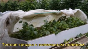 Супер-грядка для выращивания #огурцов в открытом грунте. Теплая грядка с капельным поливом.