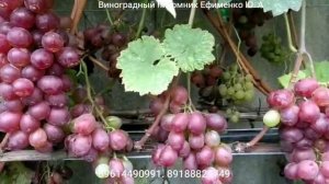 виноград Рэд Кинг (Красный Король)