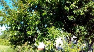 Падевый мед: что это такое, как отличить, польза и вред.