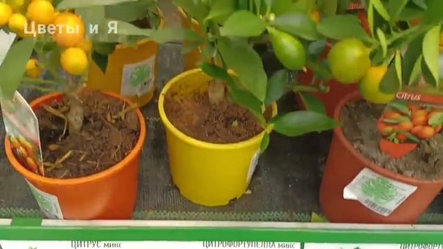 🧡БАУЦЕНТР🪴ЦВЕТОЧНАЯ КРАСОТА🍃(Часть 2) смотреть онлайн