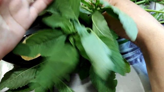 Этот ЧАЙ совершенно БЕСПЛАТНО вылечит ВЕНЫ,СУСТАВЫ, БЕССОННИЦУ и много других заболеваний смотреть онлайн