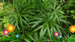 Синейлезис борцоволистный. Краткий обзор, описание характеристик syneilesis aconitifolia