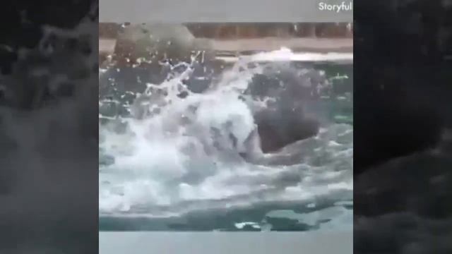 Развлекательное видео "Эти забавные слоны". смотреть онлайн