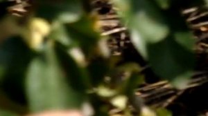 Сорт груши Велеса