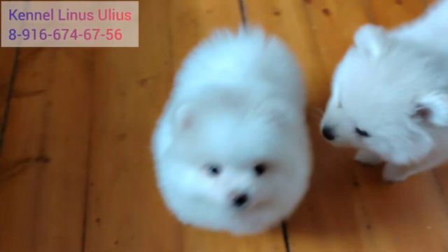 Spitz male /щенок шпица кобель смотреть онлайн