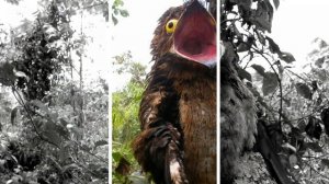 Козодой, птица пылесос или ночная ласточка? Птица обитающая в России. Ночные птицы