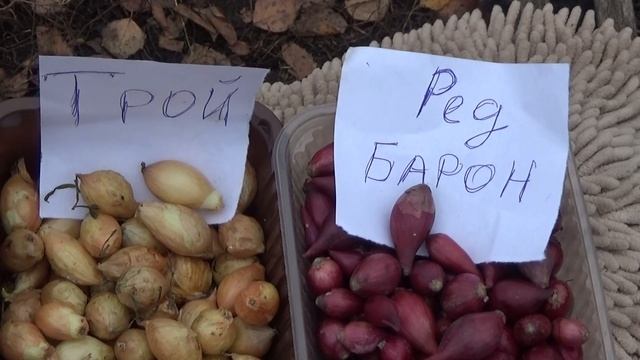 Морозостойкие сорта озимого лука. Посадка в сидераты. смотреть онлайн