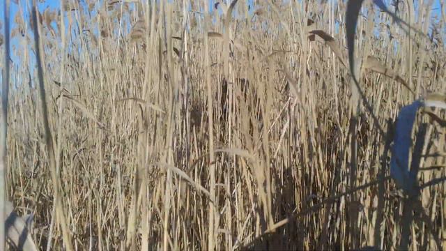 Енотовидная собака проснулась 9 февраля 2020г