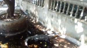 Спаривание крокодилов (брачные игры)