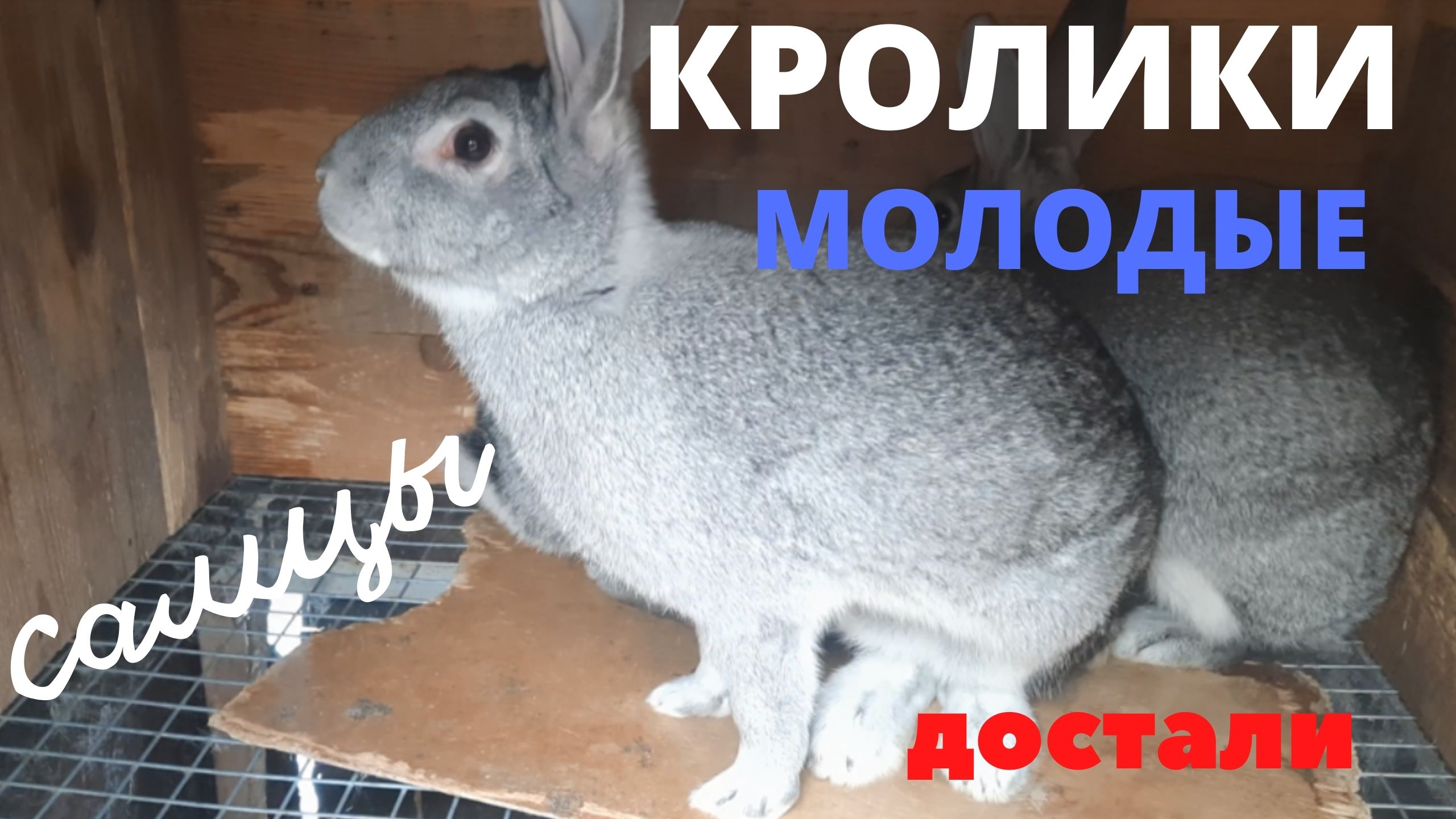 Молодые кролики не уживаются вместе смотреть онлайн