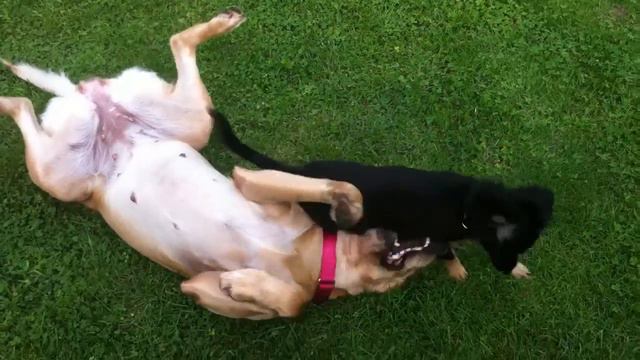 Labrador VS Mini Dog Part II смотреть онлайн