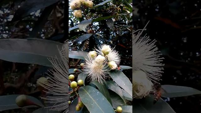 Pollination of Rose Apple ( Syzygium jambos ) смотреть онлайн