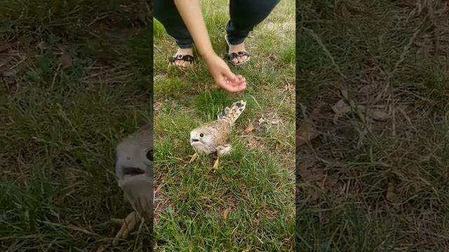 Желторотый хищник в городском парке / Хищная птица в парке / bird of prey смотреть онлайн
