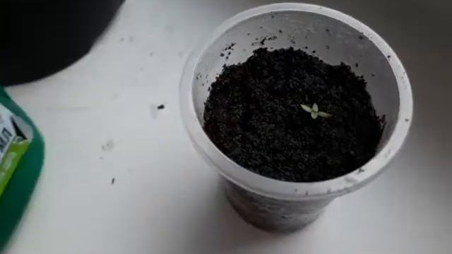 Звериные истории: тайны и секреты