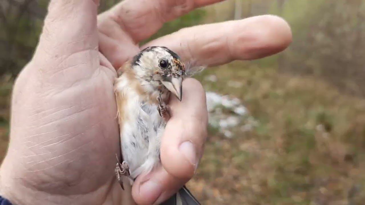 Ловля птиц 1 октября 2022 год. смотреть онлайн