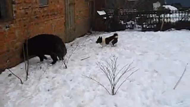 урал і чуна.wmv смотреть онлайн