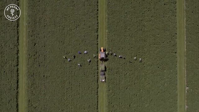 My Peony Society - Paeon BV смотреть онлайн