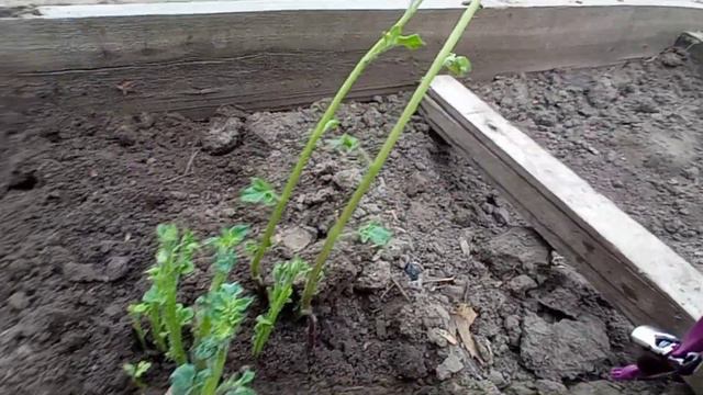 пересадка в огород? смотреть онлайн