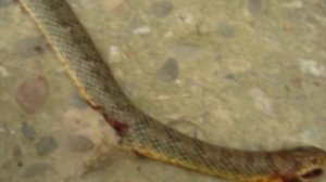 Анапа #5.  Змеюка. Полоз Желтобрюхий. Прямо рядом с нашим домом. #Змея #Анапа