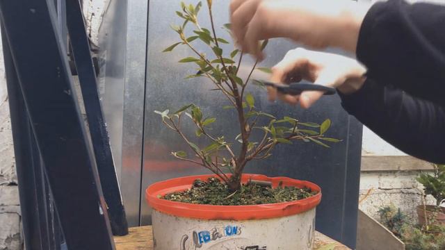 Azalea Bonsai from nursery stock, 1 смотреть онлайн