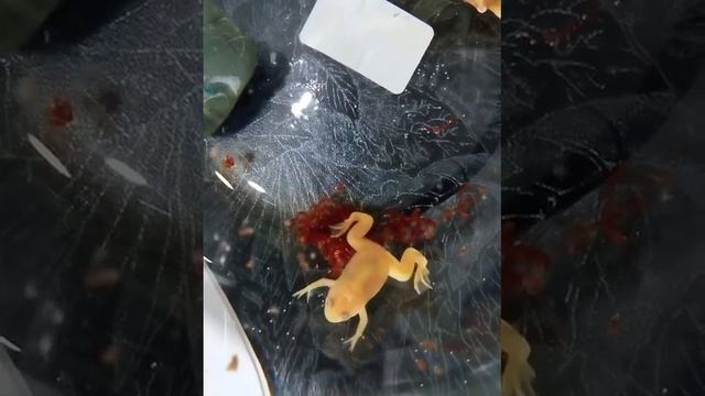 Декоративный лягушонок в аквариуме смотреть онлайн