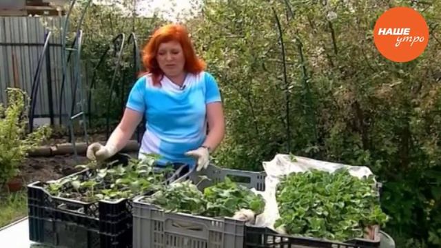 Земляника по системе фрига смотреть онлайн