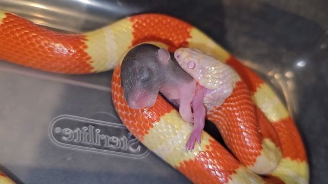 Milk Snakes Halloween Treat смотреть онлайн