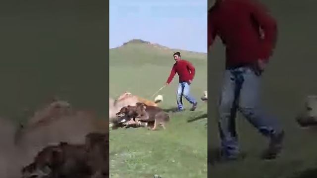Кавказские овчарки в горах. Fierce Caucasian dogs! смотреть онлайн