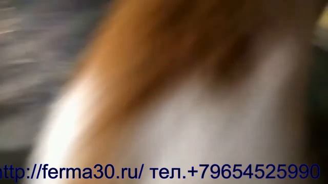 Соска на бутылку для выпаивания телят, козлят, поросят, щенков, кроликов, котят смотреть онлайн