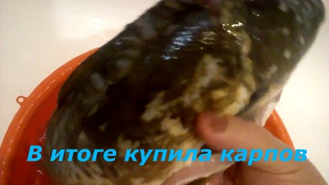 КАК ВКУСНО ПРИГОТОВИТЬ КАРПА С ОВОЩАМИ НА ЛУКОВОЙ ПОДУШКЕ СХОДИЛА НА РЫНОК ЗА РАКАМИ,А КУПИЛА КАРПО смотреть онлайн