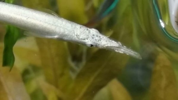 Dermogenys  Дермогенис– выносливая, неприхотливая рыбка.