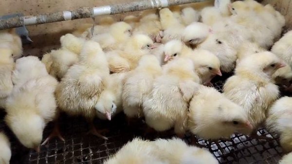 ?такого в моей практике ещё не было...а ещё в этом видео Зорг знакомится с новыми жильцами ??