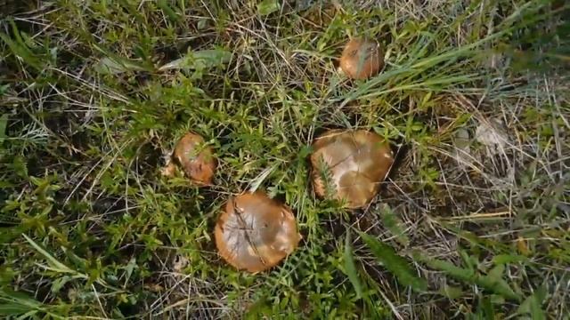 Грибы МАСЛЯТА, ПОДБЕРЁЗОВИКИ! Начало грибного СЕЗОНА! смотреть онлайн