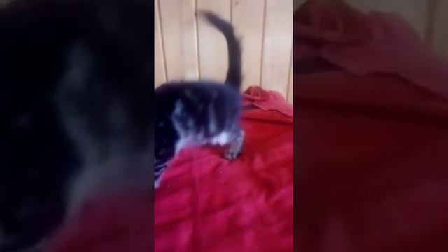 Качаем мышцы перед завтраком. We pump our muscles before breakfast. смотреть онлайн