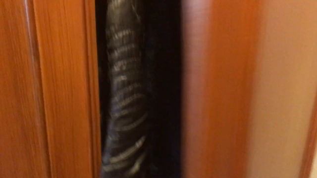 Отель калим Резорт, обзор номера смотреть онлайн