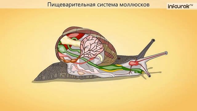 Моллюски Общая характеристика смотреть онлайн